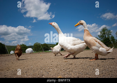 Oche, anatre e pollo in stalla sulla fattoria di pollo Foto Stock