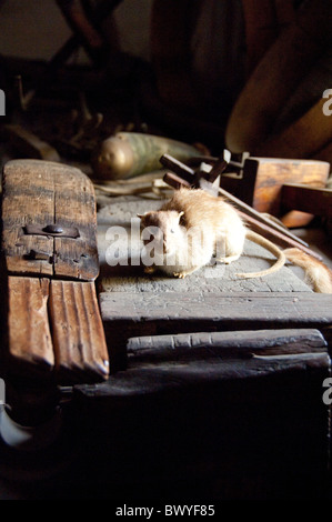 Sud Africa. Stellenbosch, Dorp Street, Museo del villaggio (aka Dorpmuseum). Foto Stock