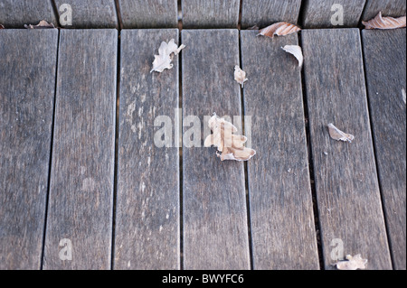 Foglie smerigliato su un di legno Panchina da giardino Foto Stock