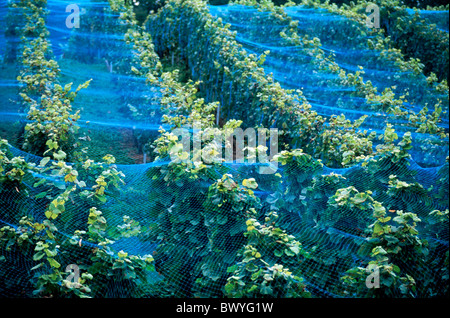 Il cantone di Berna al lago di Bienne il lago azzurro mare reti Pietro isola vino Vigna Svizzera Europa Foto Stock