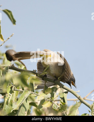 Bulbul Dark-Capped Pycnonotus tricolore Parco Nazionale Kruger Sud Africa Foto Stock