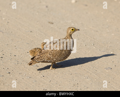 Sandgrouse Double-Banded Parco Nazionale Kruger Sud Africa Foto Stock
