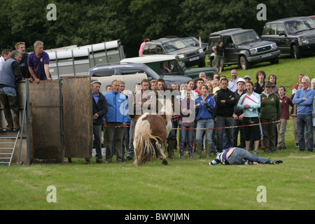 Cavaliere cade fuori di rodeo pony, Llanthony Show, Wales 2010 Foto Stock