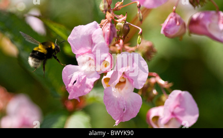 Api Bee battenti & sbarco sulla Rosa Himalayan Marsh Balsam fiore Foto Stock