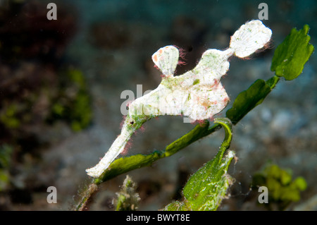 Halimeda-fantasma-pipefish Solenostomus-halimeda Foto Stock