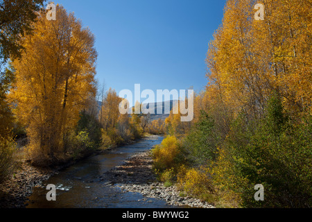 Granby, Colorado - Aspens lungo il fiume Fraser in autunno. Foto Stock