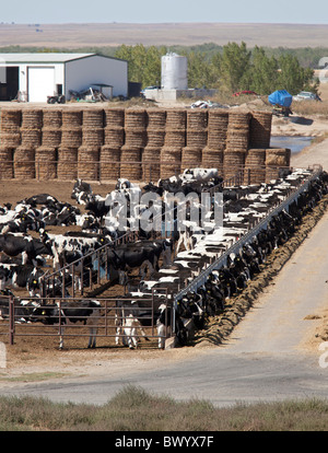 Unione, Colorado - bovini in un feedlot . Foto Stock