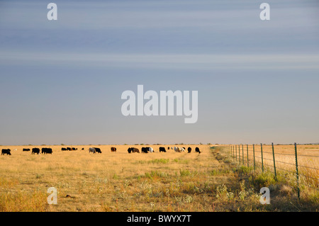 Texas ranch con mucche, STATI UNITI D'AMERICA Foto Stock