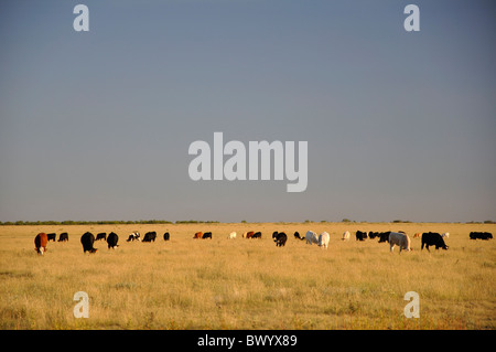 Texas ranch con mucche, STATI UNITI D'AMERICA Foto Stock