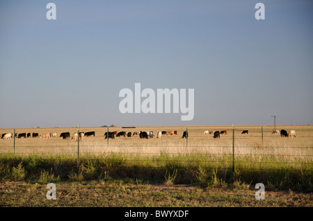 Texas ranch con mucche, STATI UNITI D'AMERICA Foto Stock