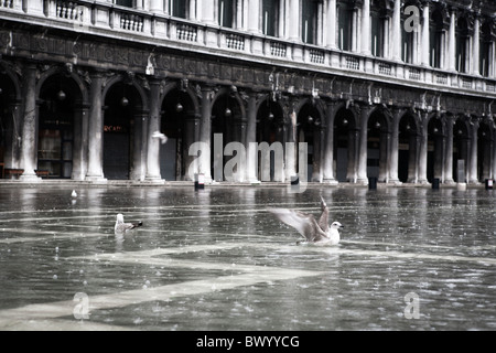 Un gabbiano terre in acqua sulla piazza san marco a venezia Foto Stock