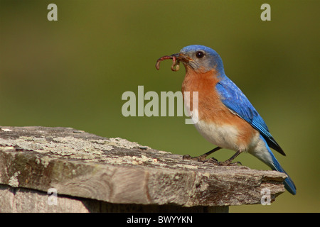 Un orientale Bluebird con un verme nel becco. Foto Stock