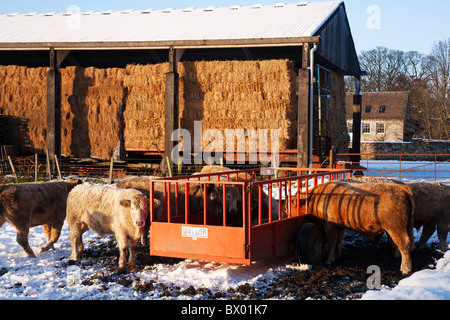 Bovini in una coperta di neve settore alimentare da un trogolo di fieno durante l'inverno 2010. Foto Stock