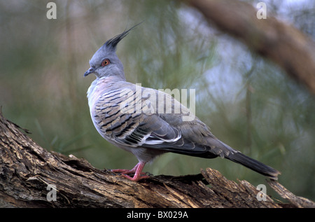 Australia Crested Pigeon Ocyphaps lophotes uccello animale Foto Stock