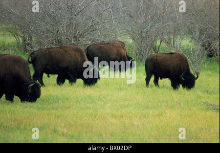 I bisonti bisonti stufe varia in Canada Nord America Mackenzie bison Santuario Territori del Nord-ovest Foto Stock