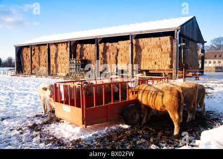 Bovini in una coperta di neve settore alimentare da un trogolo di fieno durante il freddo inverno. Foto Stock