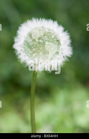 Globo a centro di tarassaco Foto Stock