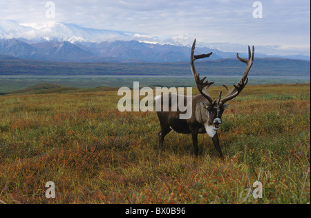 Alaska rank solchi stagione bull Caribou cavalletti di Denali National Park palchi grandi corna colori autunnali Foto Stock