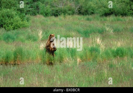 Alaska montante bear orso bruno Orso bruno Brooks camp costiera Costiera uno erba alta cheers ritratto per Foto Stock