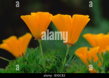 Fiore sbocciare fiori fioriscono fiorisce botanica di Papavero californiano Close up dettaglio Eschscholtzia californ Foto Stock