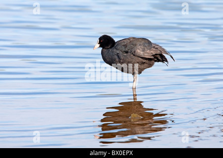 Eurasian Coot fulica atra adulto in piedi in acqua poco profonda Foto Stock