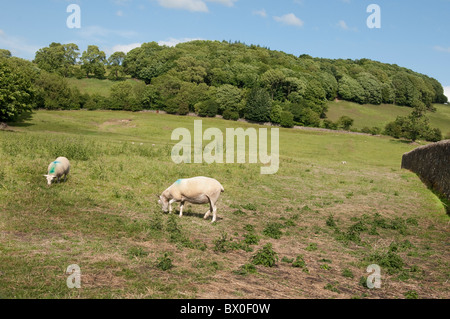 Le rovine di Sawley abbazia che era una abbazia dei monaci cistercensi nel villaggio di Sawley, Lancashire, Inghilterra Foto Stock