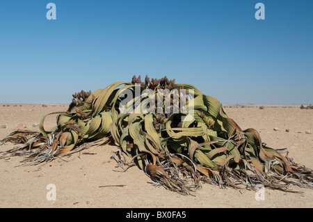 Africa, Namibia, Walvis Bay. Namib-Naukluft National Park. Endemica rara pianta Welwitschia (femmina). Foto Stock