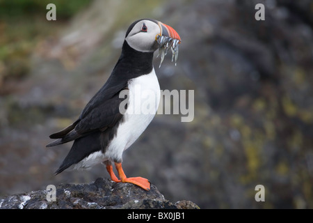 Puffin con una bocca piena di cicerelli Foto Stock