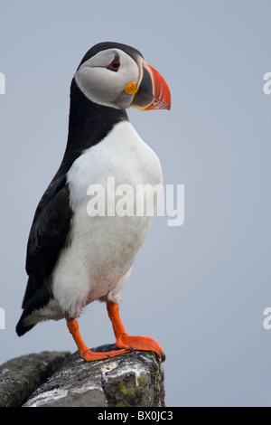 Puffin sulla cima di una scogliera contro il cielo blu chiaro, Foto Stock