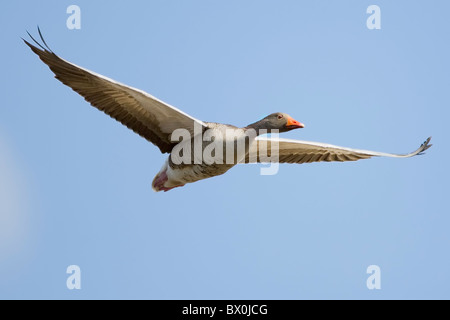 Graylag oca in volo contro il cielo blu chiaro Foto Stock