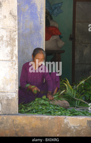 Unidentified nun prepara le erbe mediche sulla luglio 12, 2010 a Cham Island al di fuori di Hoi An, Vietnam Foto Stock