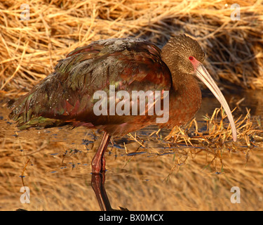 Una di fronte bianco-Ibis con brina sulle piume. Foto Stock