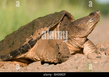 Scatto Turtle deposizione delle uova Chelydra serpentina a fine maggio est Stati Uniti Foto Stock