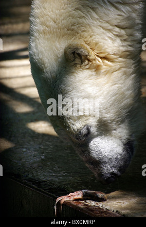Orso polare allo zoo di mangiare pesce. Foto Stock