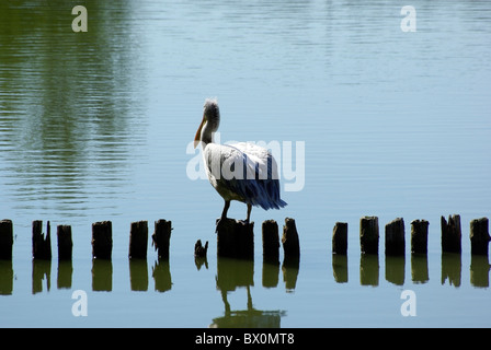 Pelican seduti su uno dei montanti in legno. Il Lago nel giardino zoologico. Foto Stock