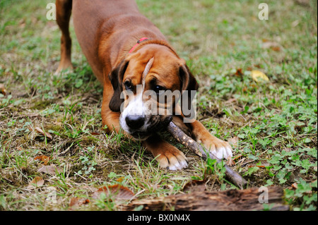 Croce Boxer cocker spaniel cucciolo di cane giocando con bastone Foto Stock