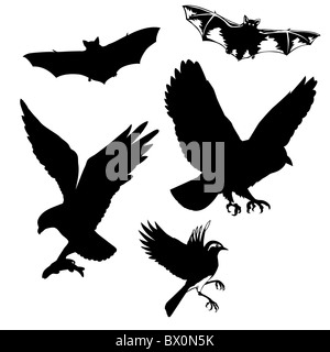 Illustrazione Vettoriale degli uccelli e pipistrelli su sfondo bianco Foto Stock