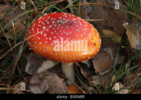 Fly Agaric toadstool nel bosco di latifoglie. Foto Stock