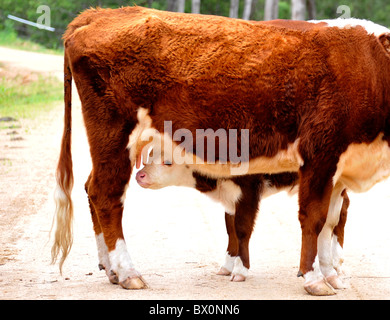 Hereford mucca e vitello Foto Stock