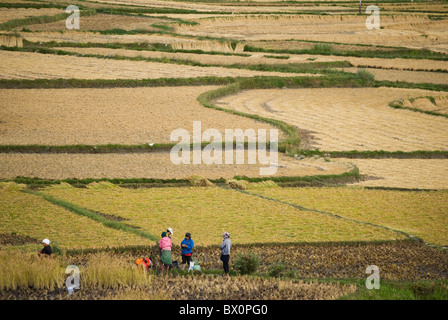 Campo di risone in stagione di raccolta della valle di Paro, Bhutan Foto Stock