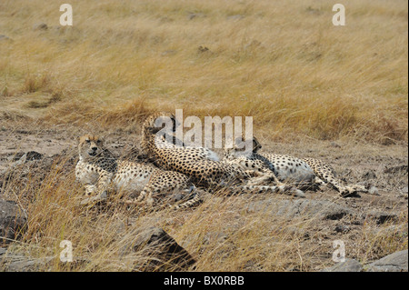 Ghepardo (Acinonyx jubatus) 'Tre fratelli' che stabilisce in erba durante le ore calde del giorno - Masai Mara - Kenya Foto Stock