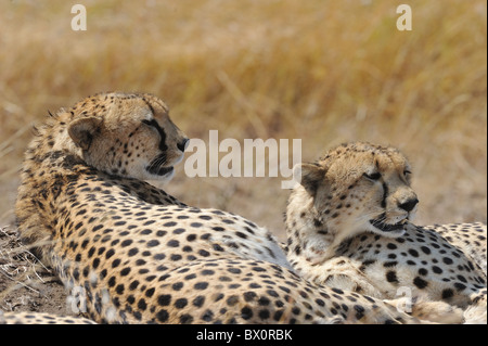 Ghepardo (Acinonyx jubatus) due dei "Tre dei fratelli che stabilisce in erba durante le ore calde del giorno - Masai Mara - Kenya Foto Stock