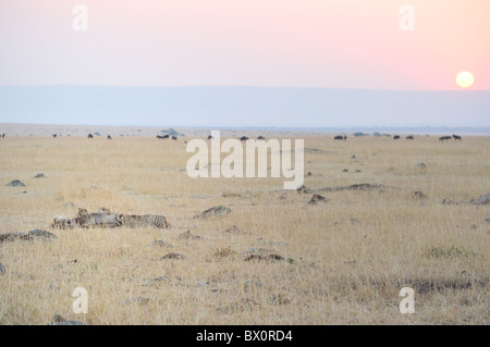 Ghepardo (Acinonyx jubatus) 'tre dei fratelli di mangiare la loro preda nella pianura al tramonto - Masai Mara - Kenya Foto Stock