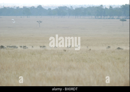 Ghepardo (Acinonyx jubatus) 'Tre fratelli' in esecuzione dopo che un gruppo di gnu - Masai Mara - Kenya Foto Stock