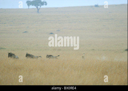 Ghepardo (Acinonyx jubatus) 'Tre fratelli' in esecuzione dopo che un gruppo di gnu - Masai Mara - Kenya Foto Stock