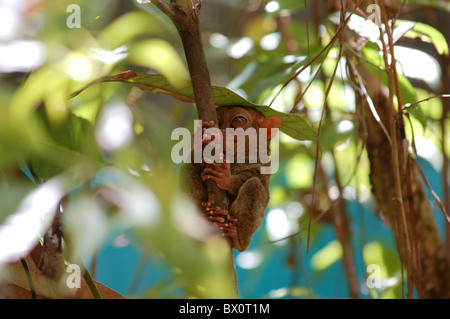 Tarsier appeso su un ramo di albero Foto Stock