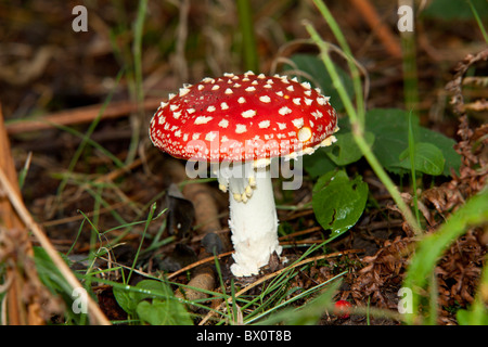 Rosso brillante velenoso Fly Agaric (amanita muscaria) Toadstool fotografato in una foresta del Regno Unito. Foto Stock