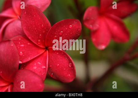 frangipani rosso Foto Stock