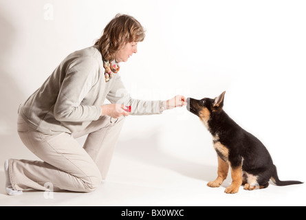 La formazione di un undici settimane vecchio pastore tedesco cane cucciolo a sedersi con clicker Foto Stock