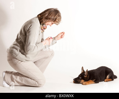 La formazione di un undici settimane vecchio pastore tedesco cucciolo di cane a sdraiarsi con clicker Foto Stock